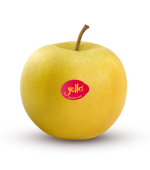 Shinano Gold / yello® Shinano Gold / yello®