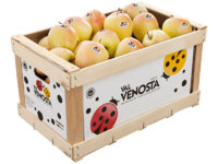 Fruitbox - Holz<br>Holzkartonsteige