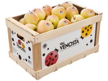 Fruitbox - Holz<br>Holzkartonsteige