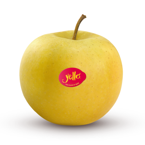 Shinano Gold / yello® Shinano Gold / yello®