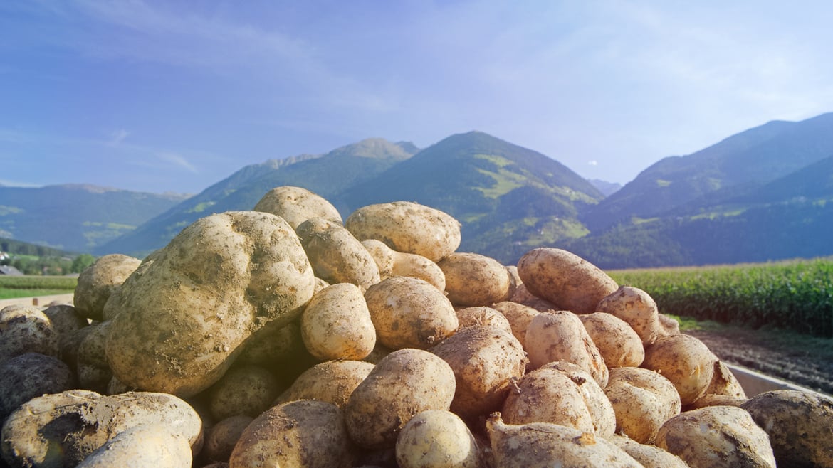 Kartoffeln aus Südtirol