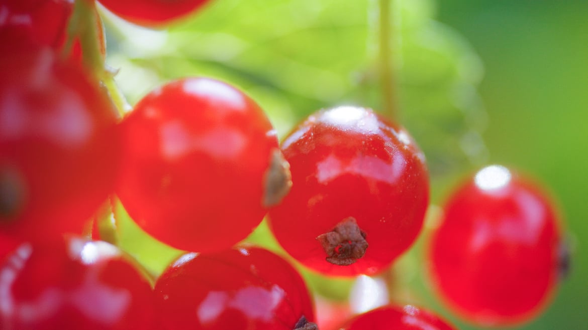 Red currant South Tyrol