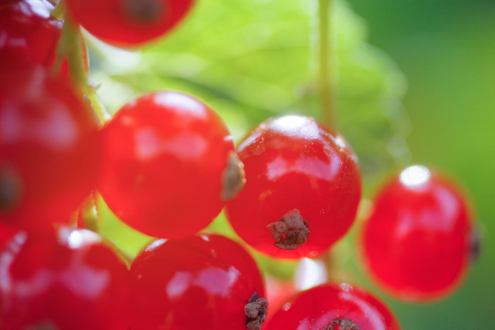 Red currant South Tyrol