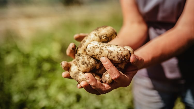 Durch und durch Bio: Vinschger Gemüse