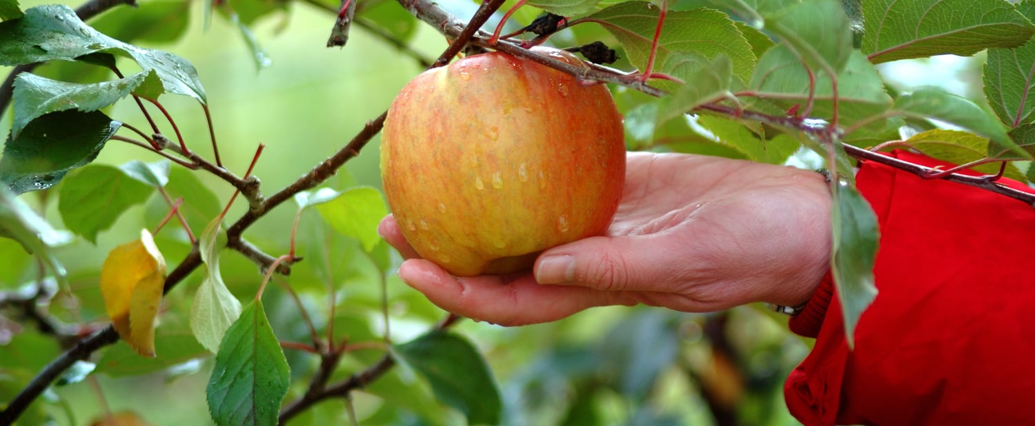 The story of the „forgotten“ orchard