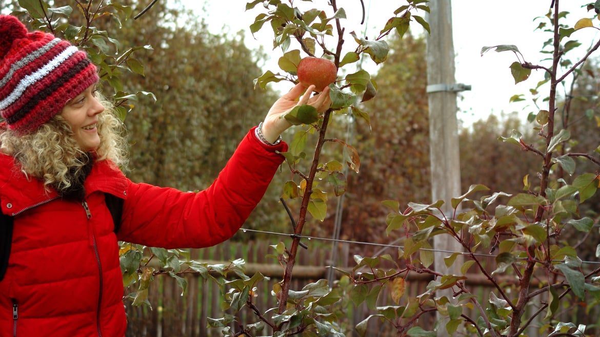 The story of the „forgotten“ orchard