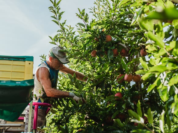 La cooperativa de frutas Juval