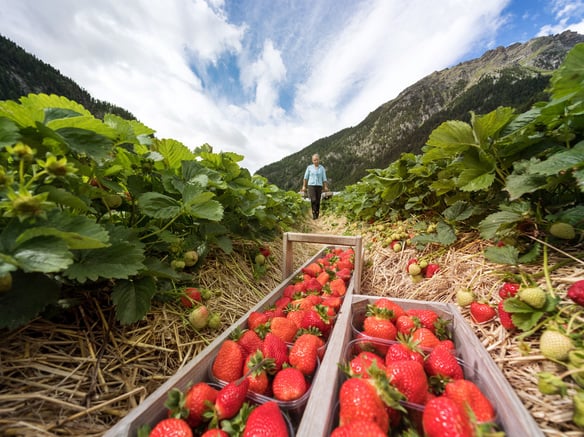 Le rosse prelibatezze del<br>Parco Nazionale dello Stelvio