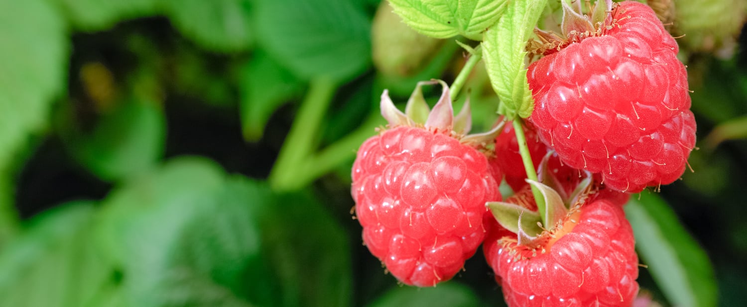 Raspberries from Val Venosta