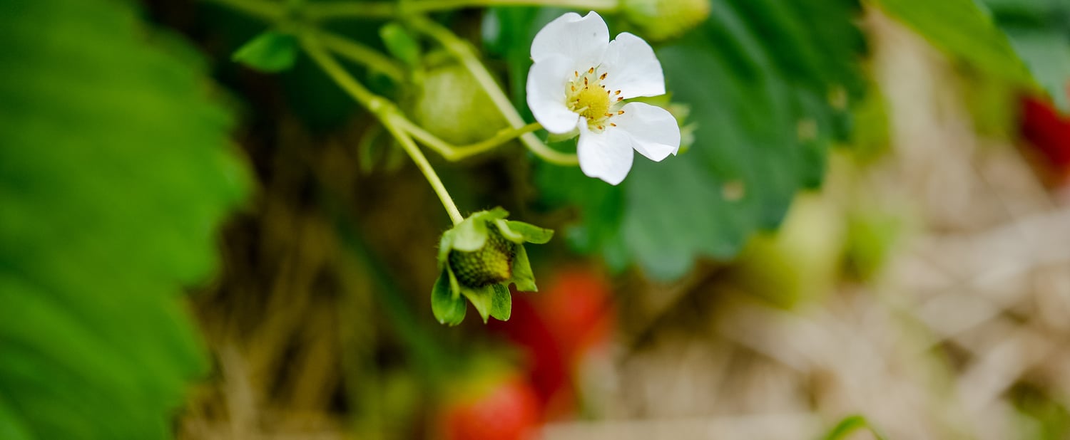 Perché le fragole Elsanta & Co. amano la Val Venosta