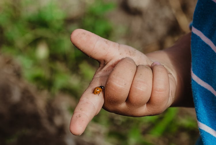 Una coccinella, un marchio