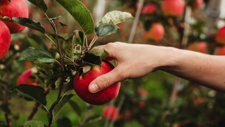 1,156,326 apples harvested by hand