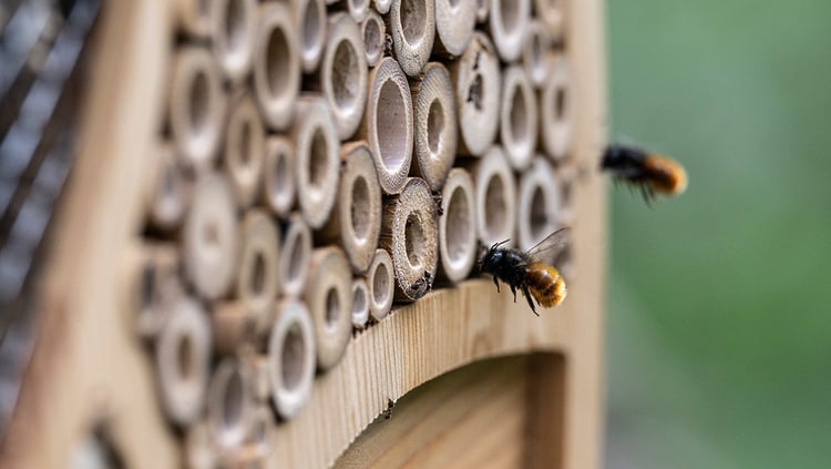 Promuoviamo la Biodiversità