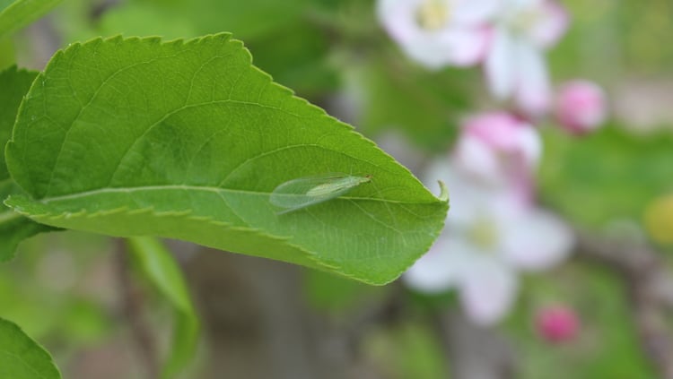 Green lacewings