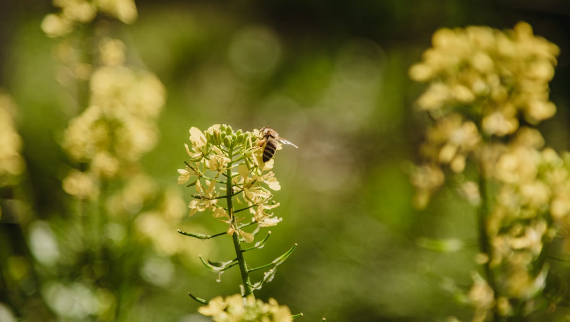 Biodiversidad Val Venosta