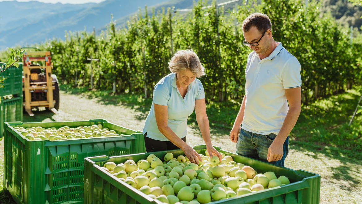 Apfelernte im Vinschgau