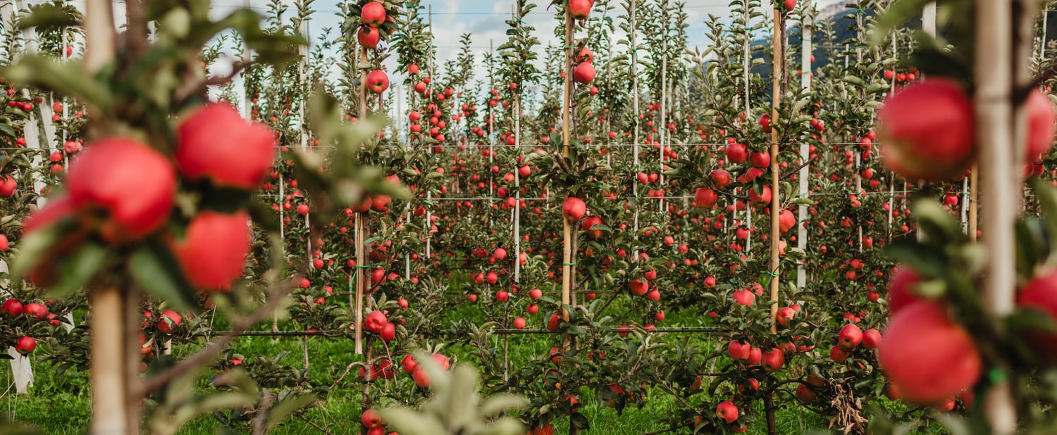 Ambrosia™: Partenza brillante e richiesta sostenuta