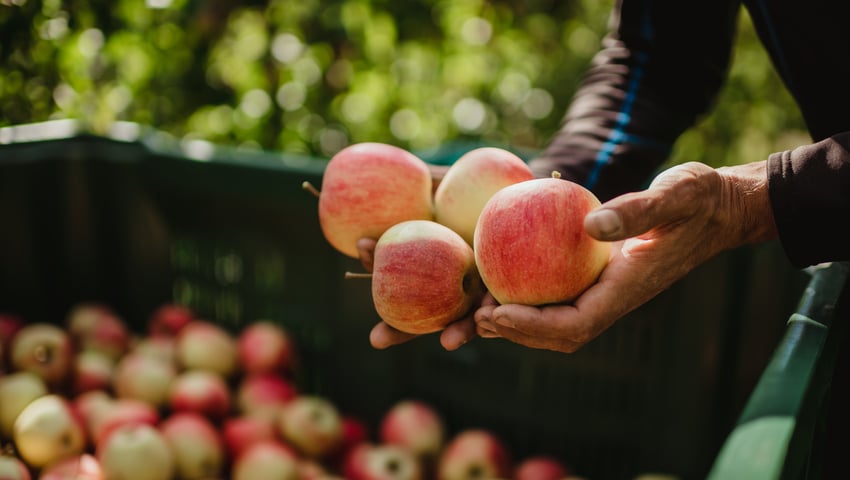 Lesina Debiasi Hannes