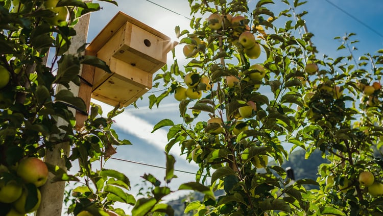 Nistkästen für Insekten und Vögel