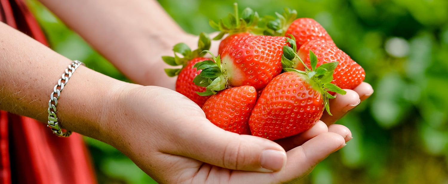 Fragole Val Martello:<br>l’incredibile bontà delle fragole d’alta quota