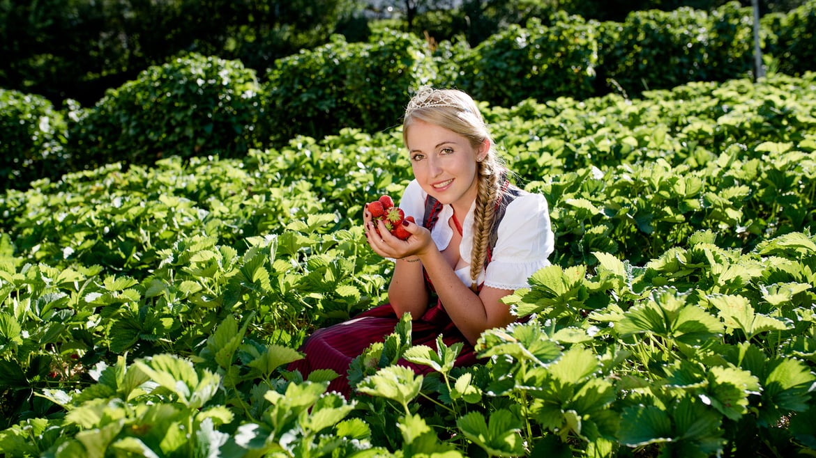 Marteller Erdbeeren:<br>der außergewöhnliche Geschmack der Erdbeeren aus den Bergen