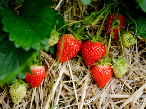 Fragole Val Martello:<br>l’incredibile bontà delle fragole d’alta quota