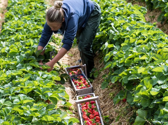 Marteller Erdbeeren:<br>der außergewöhnliche Geschmack der Erdbeeren aus den Bergen