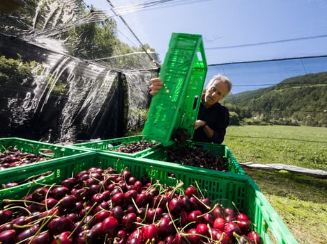 Die Kirschenernte im Vinschgau ist gestartet