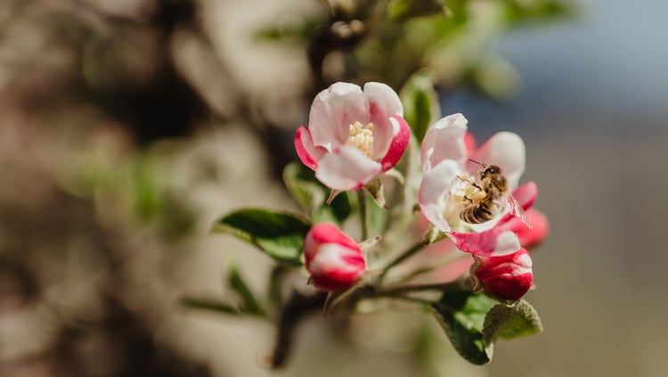 Bienenschutz ist uns wichtig