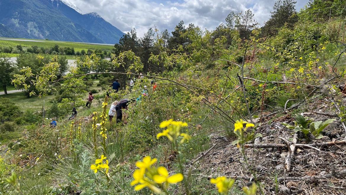 The bee pasture at Laces’ Monte Sole 1