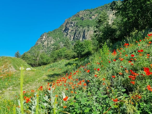 Il pascolo per le api al Monte Sole di Laces e Corzes