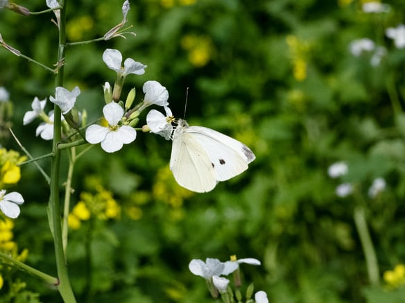 Pilotprojekt „Schneewinkel“