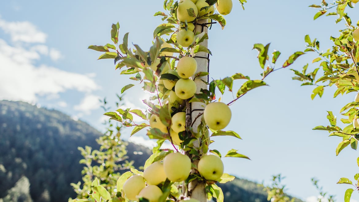 Gasserhof Plars Finca