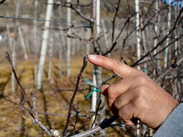 The supreme art of tree pruning