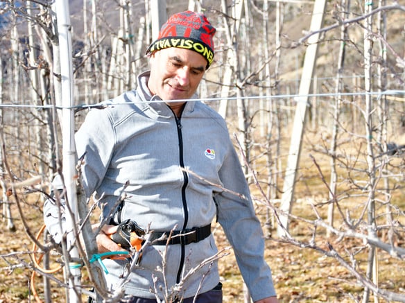 The supreme art of tree pruning