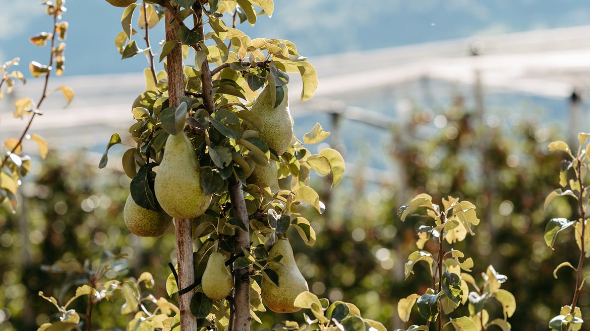 Pears South Tyrol