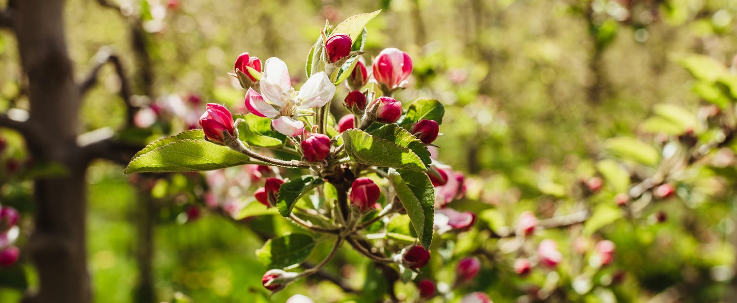 Blüte, öffne dich!