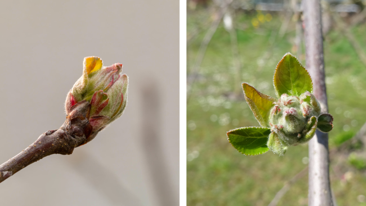 Leaves first, then flowers