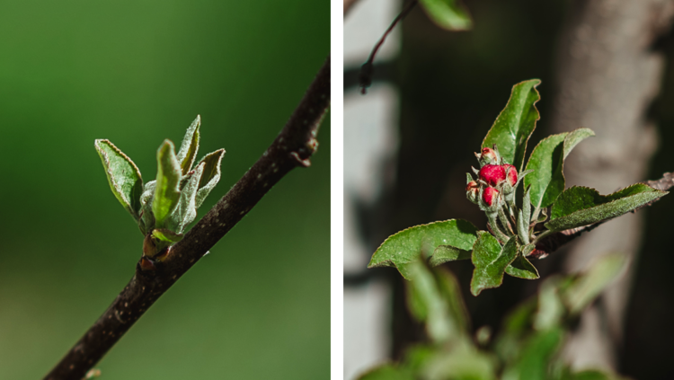 Von grünen zu roten Knospen