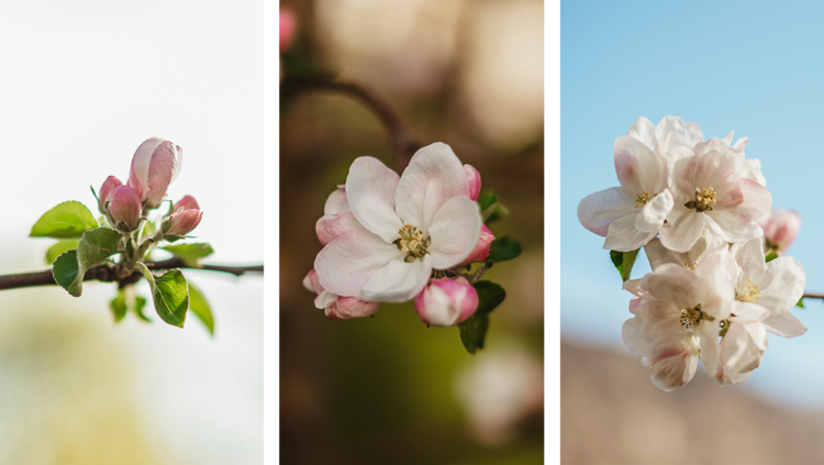 Pop, the bud blooms