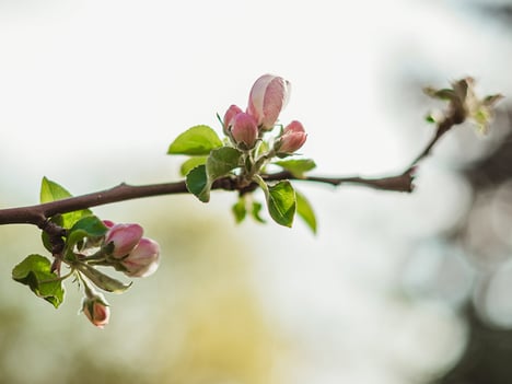 Blüte, öffne dich!