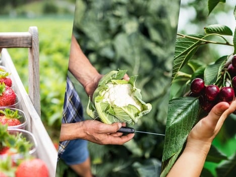 Cavolfiore, fragole, ciliegie e albicocche di montagna