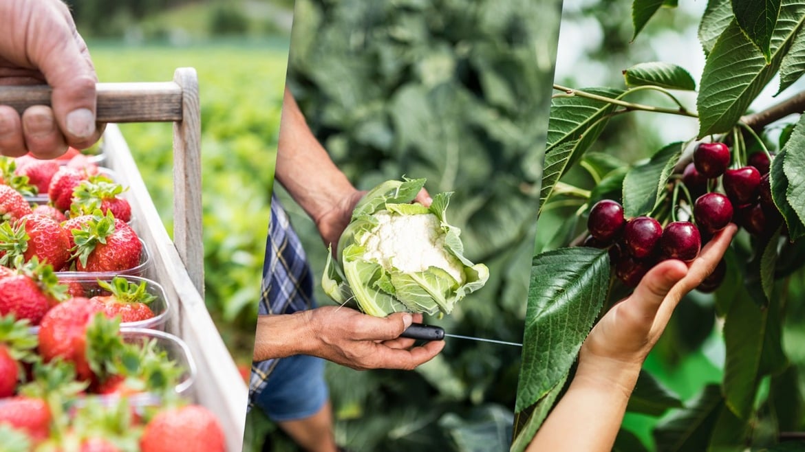 Cavolfiore, fragole, ciliegie e albicocche di montagna