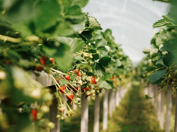 In arrivo le fragole di montagna e i berries di VIP