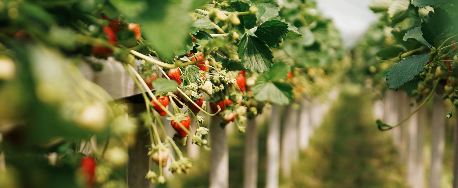 In arrivo le fragole di montagna e i berries di VIP