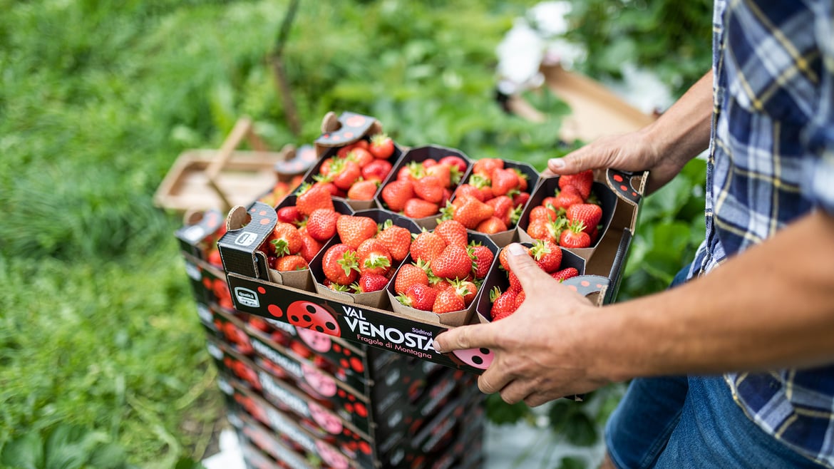 In arrivo le fragole di montagna e i berries di VIP