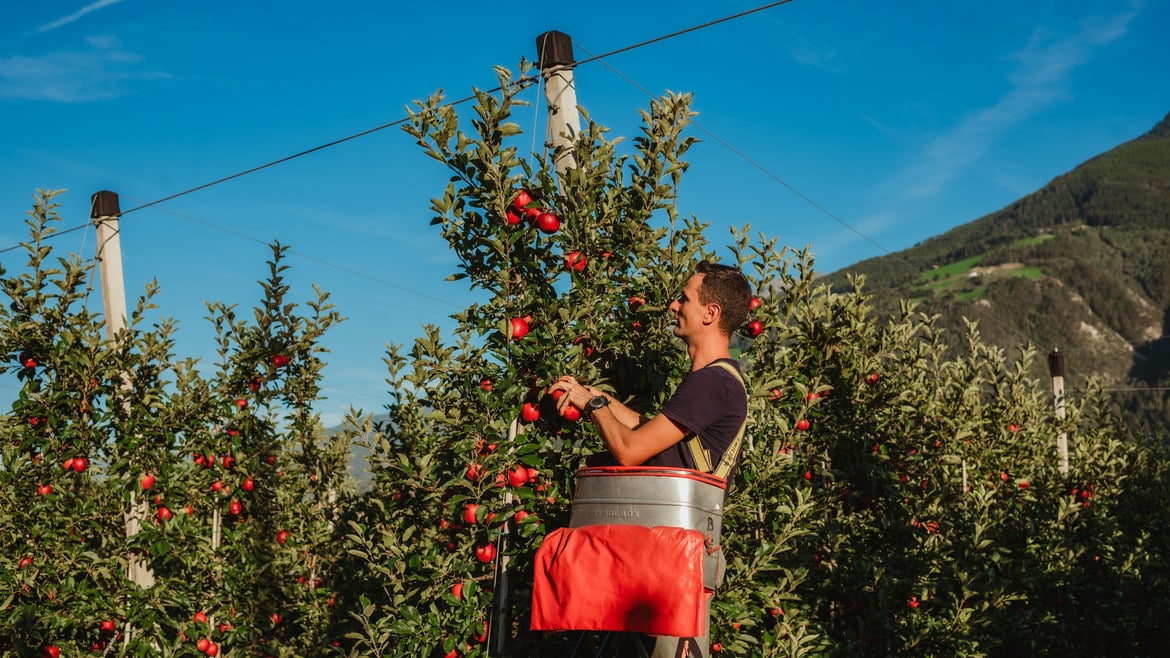 Zukunft des Obstbaus im Vinschgau: Ein Blick auf die Innovationen und Perspektiven