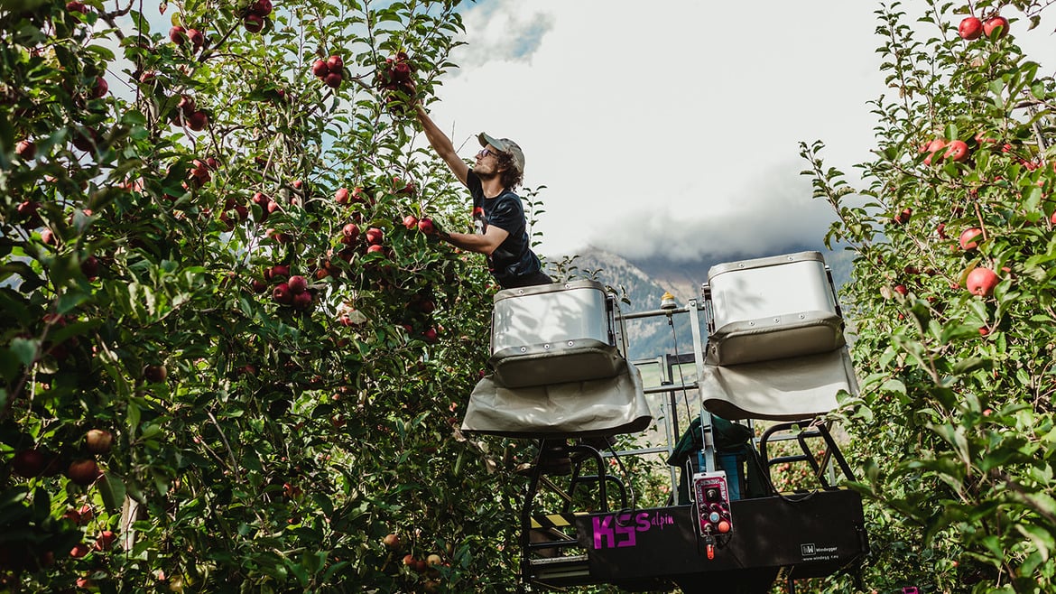 VIP stärkt seine Position im Bio-Segment auf dem europäischen Markt nach einer außergewöhnlich erfolgreichen Sommersaison