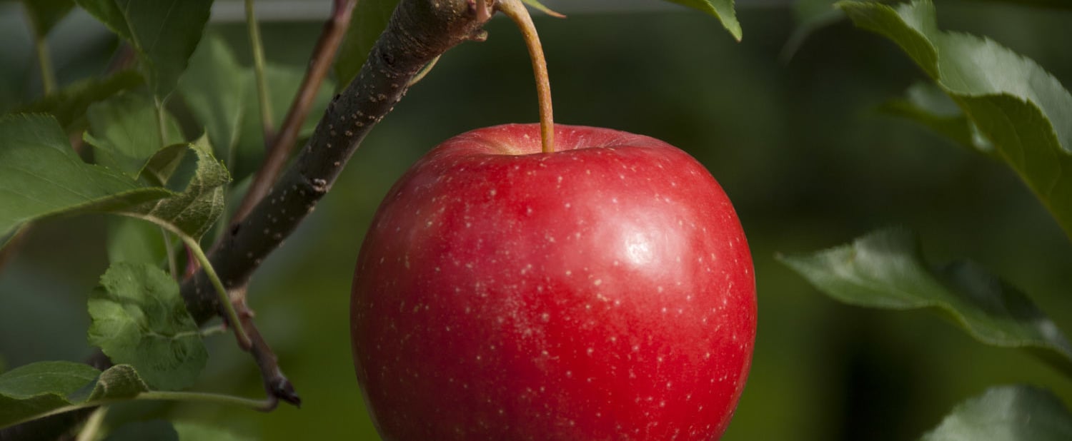 Val Venosta Organic Apples: A Concrete Response to Climate Change