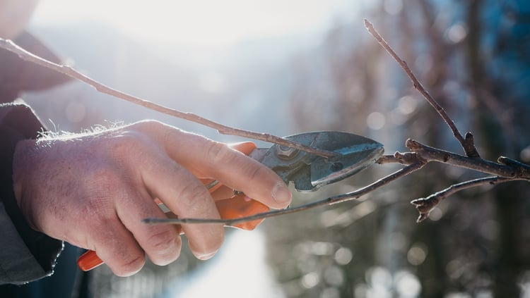 La potatura invernale rende gli alberi più forti